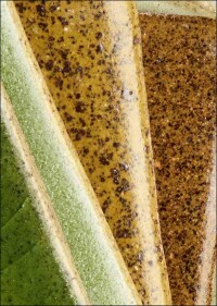 Shards - Fliesen aus Bauschutt dank Frauenpower