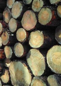 „Holzenergie ist klimaneutral!“