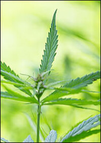 Trockenschüttungen von MEHA aus Hanfschäben