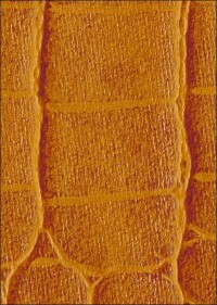 realMaterial-Fensterprofil-Oberflächen von Salamander mit Eyecatcher-Potential