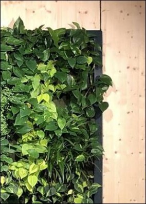 Erforscht: Effekte von Grünpflanzen in Holzgebäuden