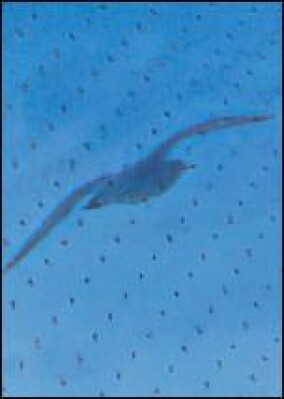 Vogelschutzglas bis zu einer Größe von 3,60 x 20 Meter