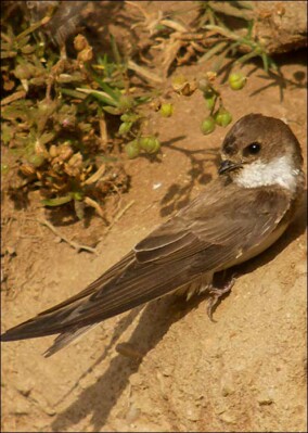 Biodiversitätsindikatorenstudie: Naturschutzfachliche Relevanz von Tongewinnungsstätten
