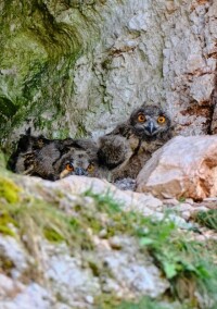 Fotowettbewerb zum Eurogypsum Biodiversity Award 2024