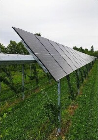 Fraunhofer ISE und Diveo fördern Agri-Photovoltaik in der Landwirtschaft