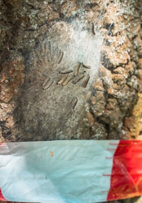 Gesundheitsrisiken durch Pflanzen und Insekten: Schutzmaßnahmen für Arbeiten im Freien